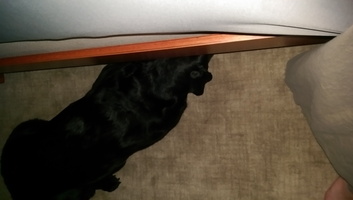I think I can still fit under the bed!