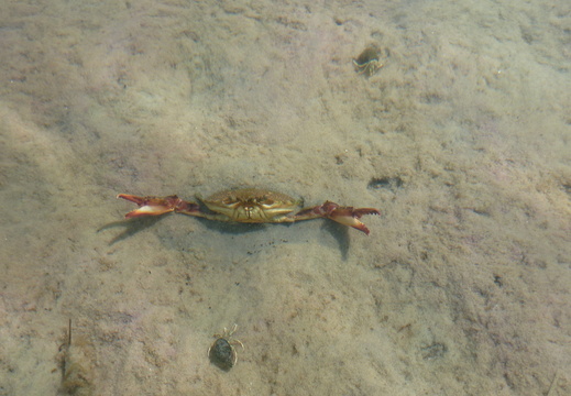 Sneaky crab