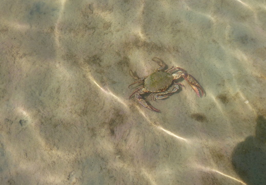 Spotted Crab