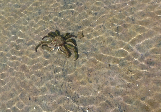 A defiant Spider Crab