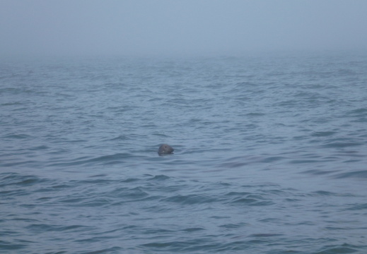 Profile view of a seal