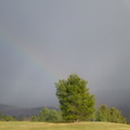 Rainbow behind tree