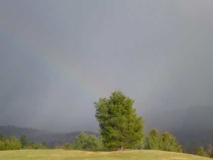 Rainbow behind tree