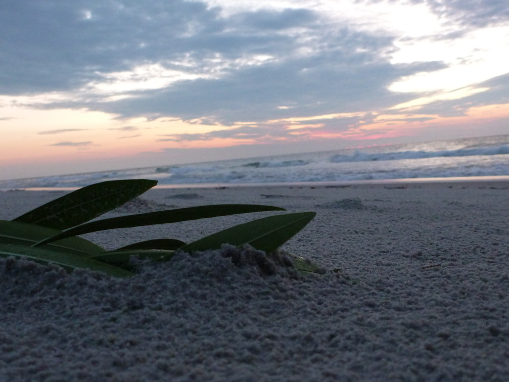 Seaweed at sunrise