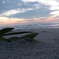Seaweed at sunrise