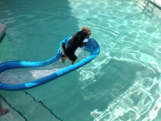 Jazz says "this is the only way to be in a pool."