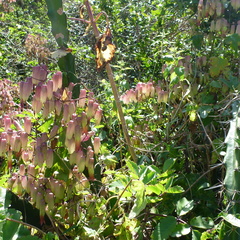 Various plants on Mound Key, FL