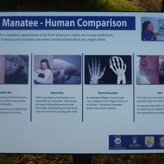 Manatee vs. Human