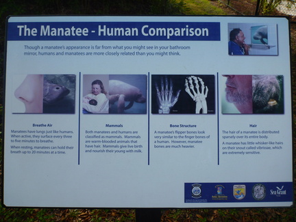 Manatee vs. Human
