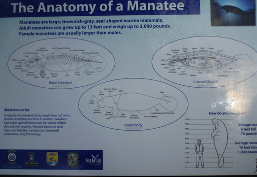Anatomy of a Manatee