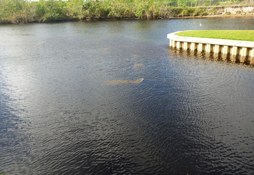 About 7 manatees