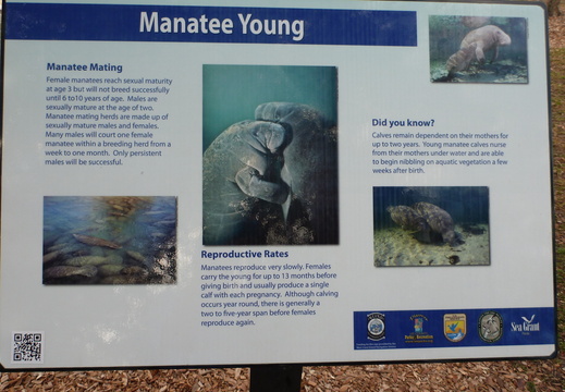 Manatee Young