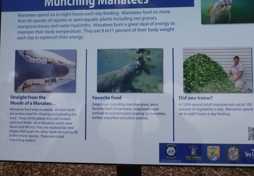 What do manatees eat?