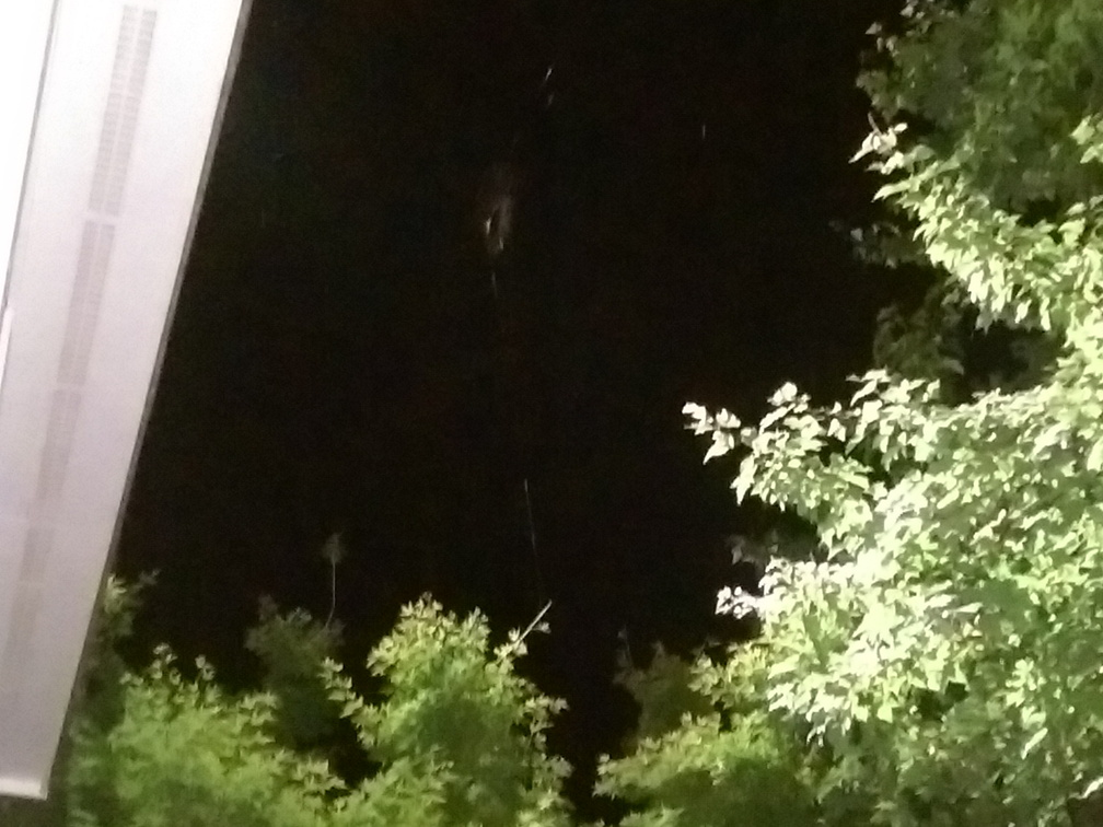 A HUGE spider web