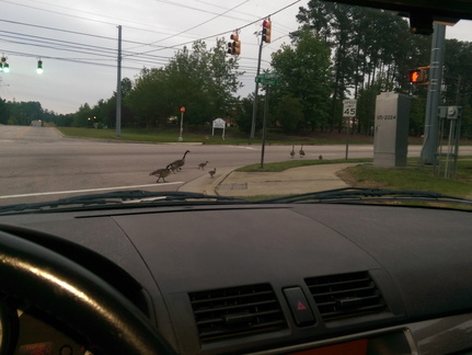 Even crossing in crosswalks!