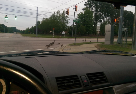 Even crossing in crosswalks!