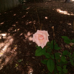 Beautiful but odd rose bush in the middle of the backyard