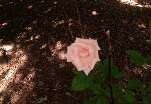 Beautiful but odd rose bush in the middle of the backyard