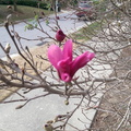 First blossom of our magnolia tulip bush