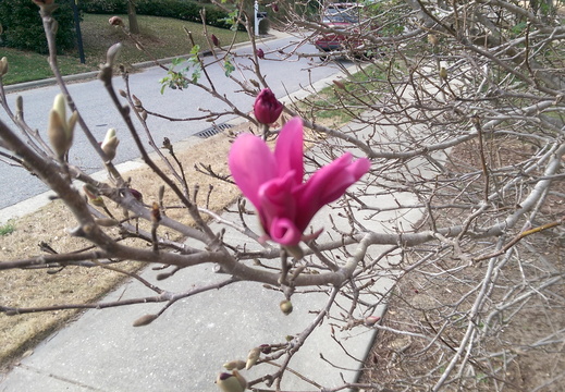First blossom of our magnolia tulip bush