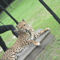 Cheetah lounging
