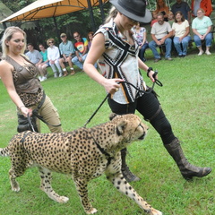 Cheetah and handlers
