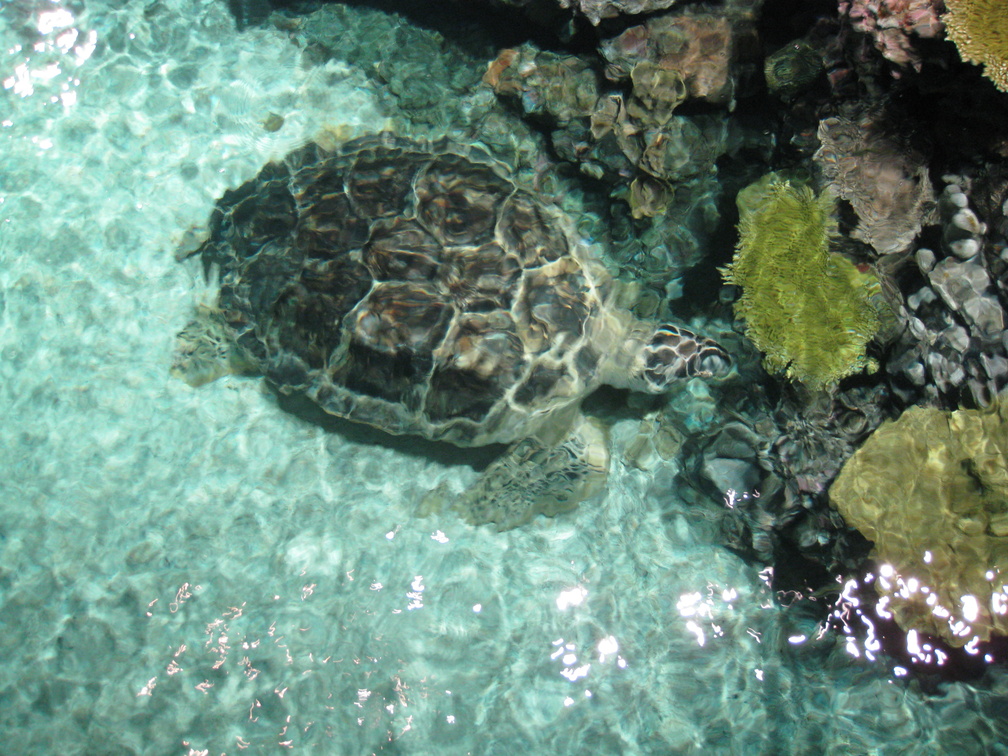 Calypso, a 3 leg Green Sea Turtle
