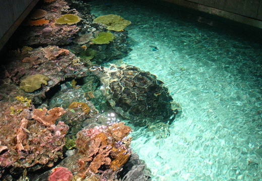 Above the water view of Calypso a Green Sea Turtle