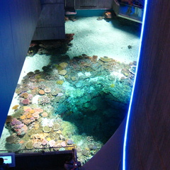 Top view of Blacktip Reef