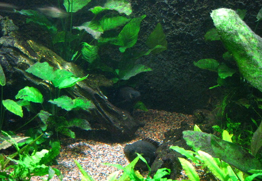 Black Rockfish