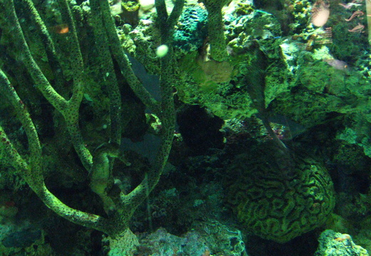 Sea horse hiding and Brain Coral