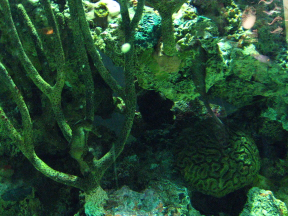 Sea horse hiding and Brain Coral