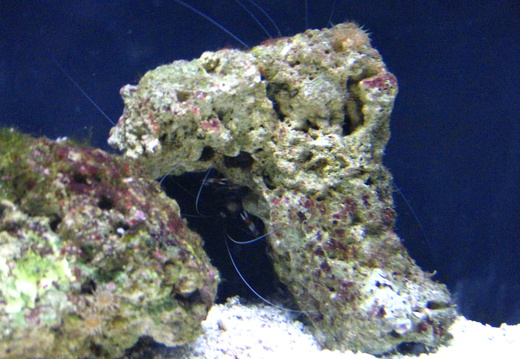 Shrimp hiding in the rock