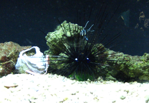 Black sea urchin with Banggai Cardinalfish