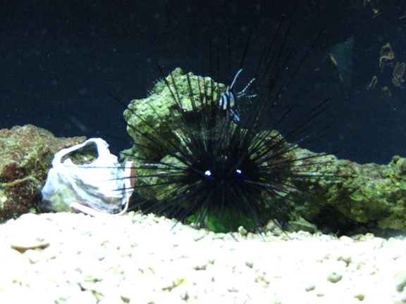 Black sea urchin with Banggai Cardinalfish