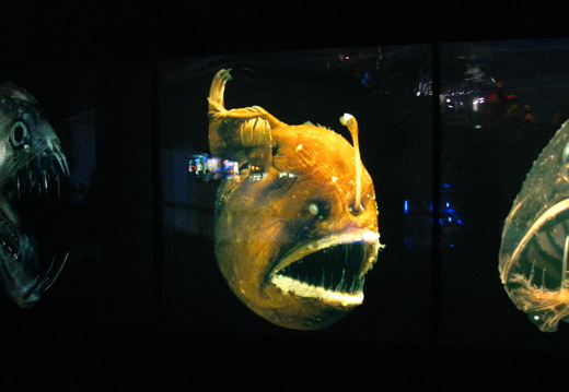 Lantern Fish Model