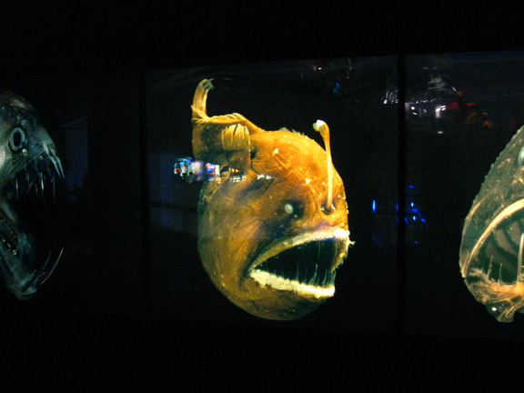 Lantern Fish Model
