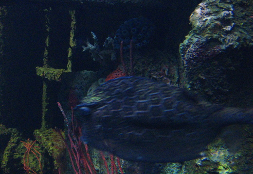 Neat unknown fish