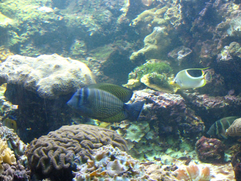 Possible Emperor Angelfish and a Treadfin Butterflyfish