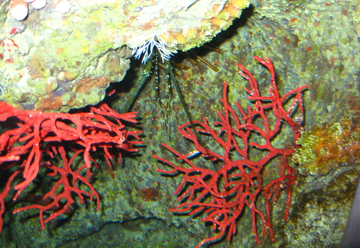 Red Coral Sea Fan