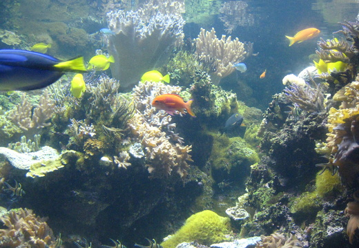 Yellow tang fishes swimming around