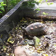 South American Yellow-footed Tortoise