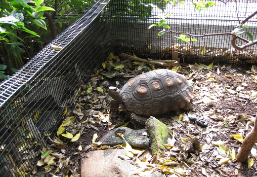 South American Yellow-footed Tortoise
