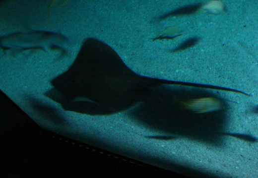 Closer view of the stingray