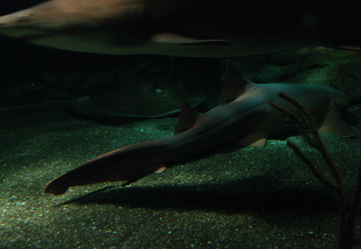 Sandbar shark swimming above the nurse shark and stingray