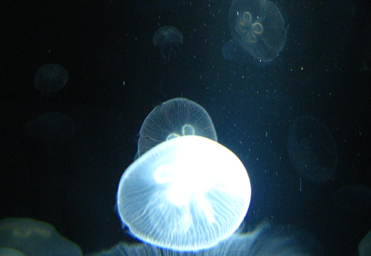 Better look at the moon jellyfish