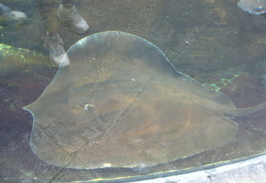 Sting ray