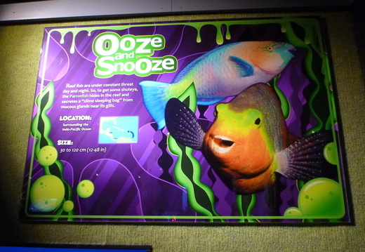 Parrotfish Information