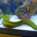 Another view of the same Moray Eel