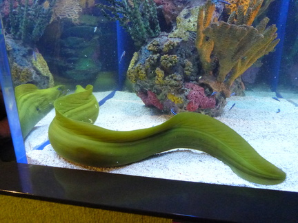 Another view of the same Moray Eel